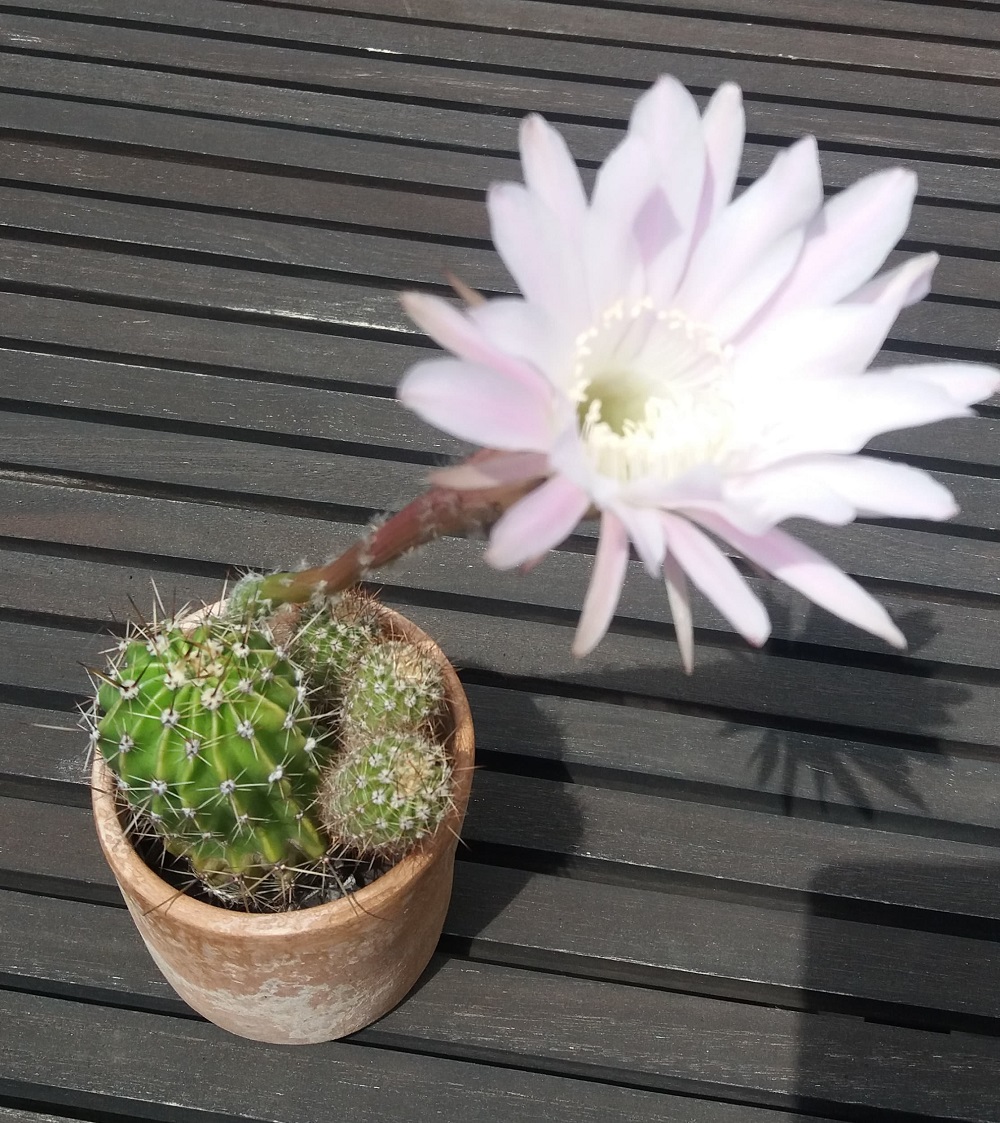 Flor de cactus ¿cuánto dura? -Blog de Almabrava artesanía